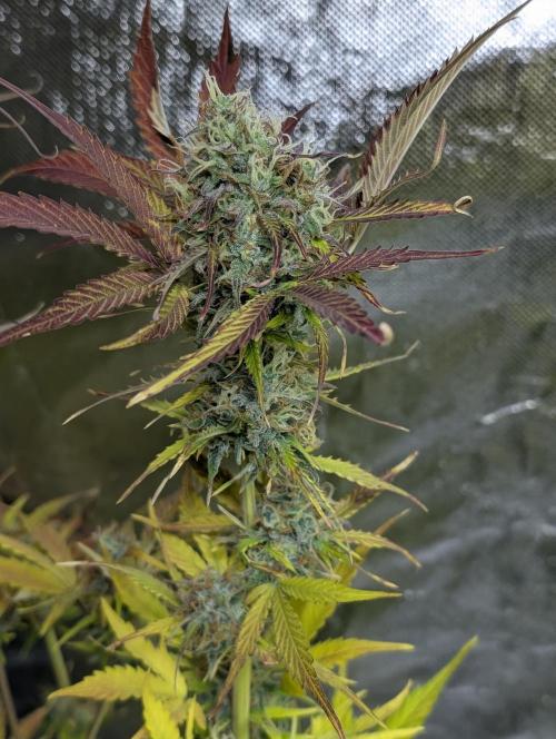 FumePop Auto x4. Week 12