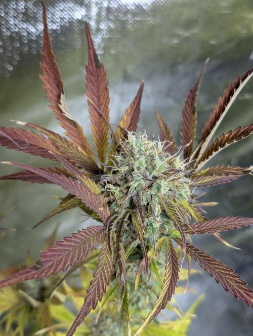 FumePop Auto x4. Week 12