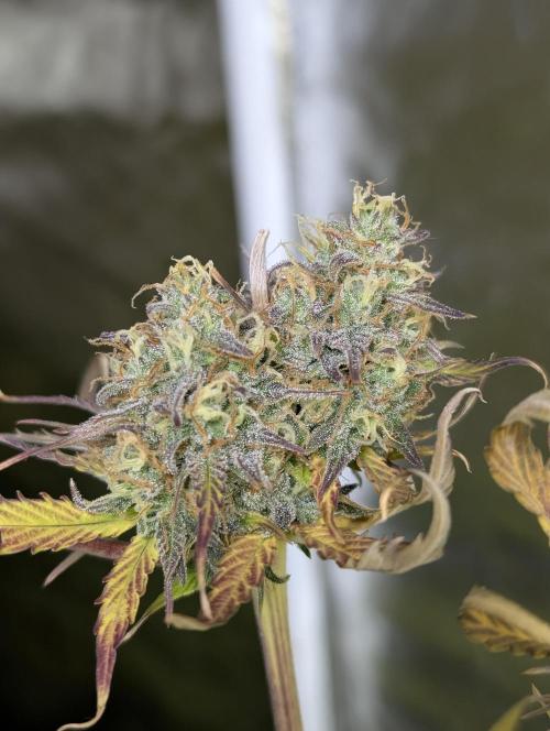 FumePop Auto x4. Week 12