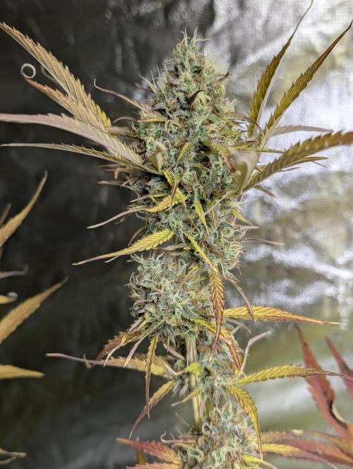 FumePop Auto x4. Week 12