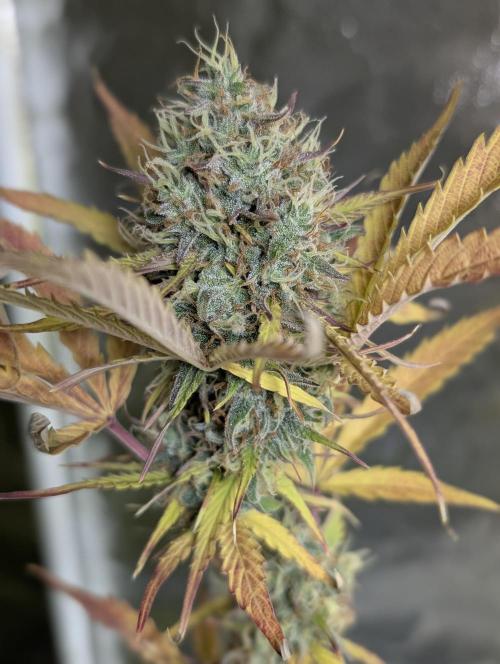 FumePop Auto x4. Week 12