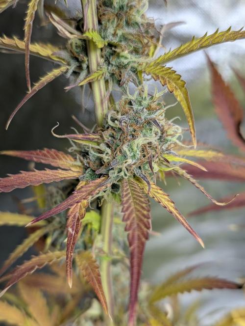 FumePop Auto x4. Week 12