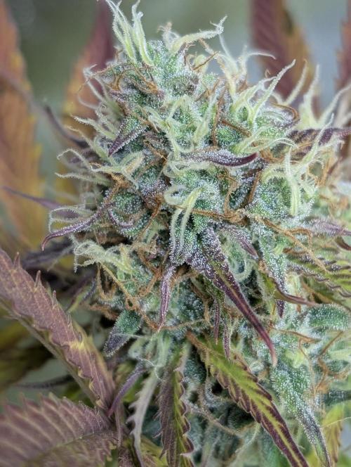 FumePop Auto x4. Week 12