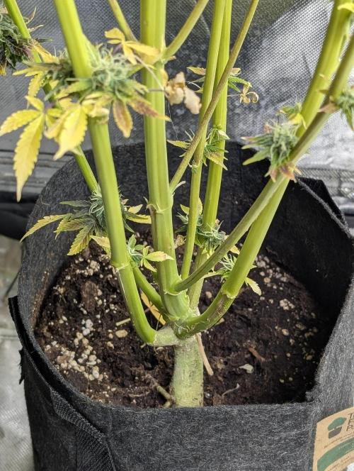 FumePop Auto x4. Week 12