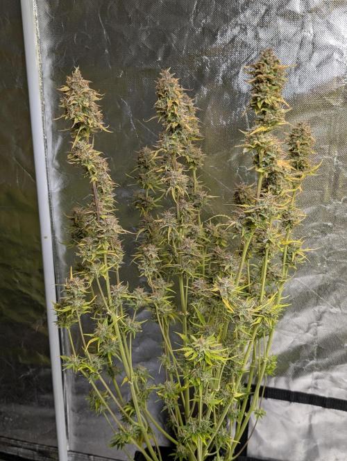 FumePop Auto x4. Week 12 - N2