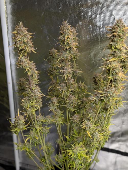 FumePop Auto x4. Week 12