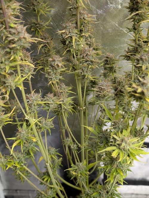 FumePop Auto x4. Week 12