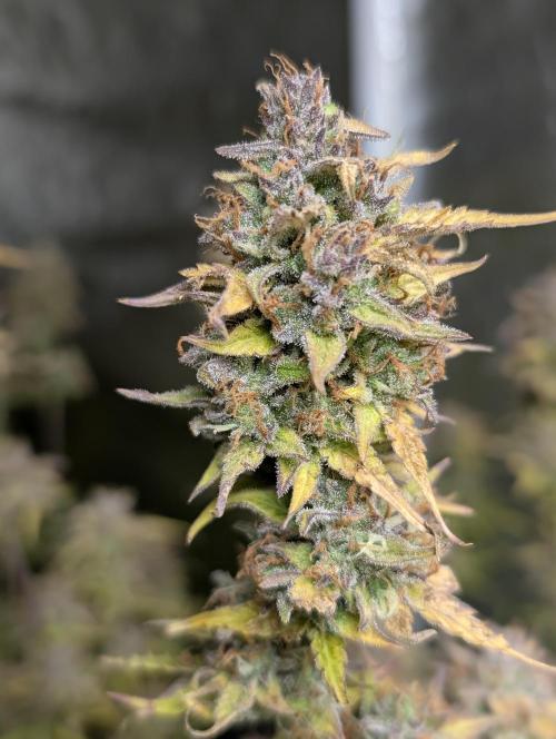 FumePop Auto x4. Week 12