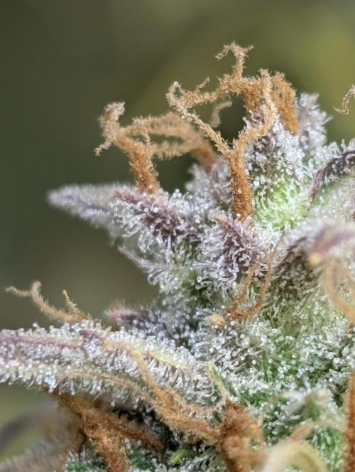 FumePop Auto x4. Week 12