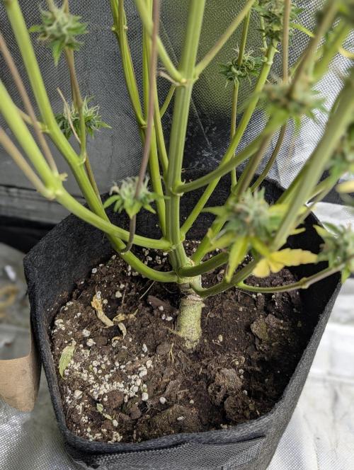 FumePop Auto x4. Week 12