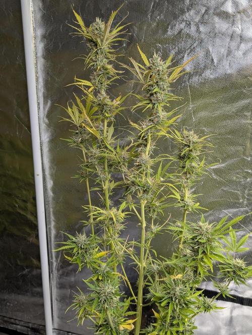 FumePop Auto x4. Week 12 - N3