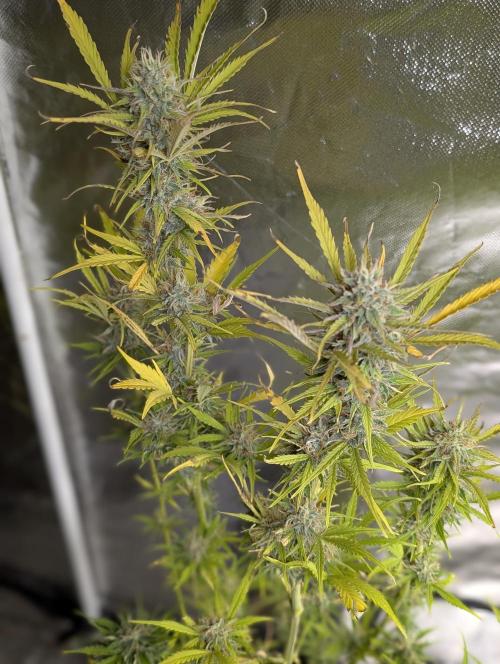 FumePop Auto x4. Week 12