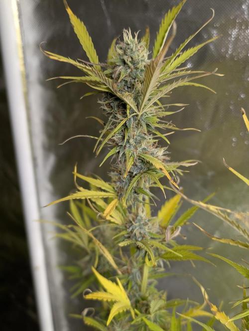 FumePop Auto x4. Week 12