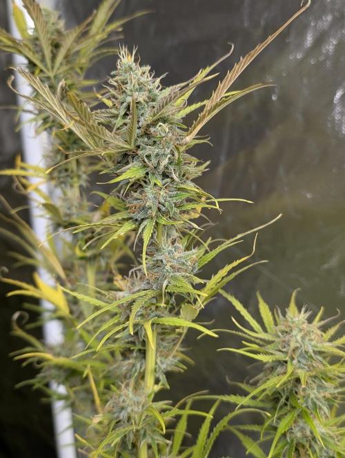 FumePop Auto x4. Week 12