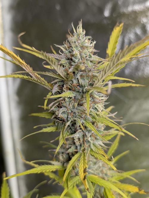 FumePop Auto x4. Week 12