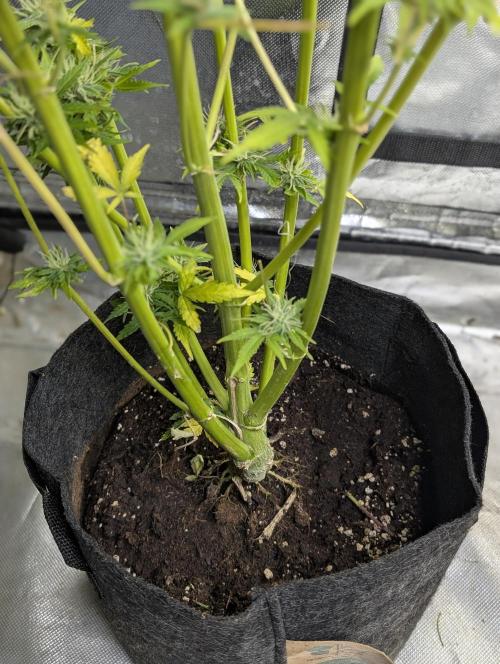 FumePop Auto x4. Week 12