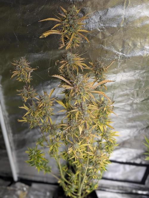 FumePop Auto x4. Week 12 - N4