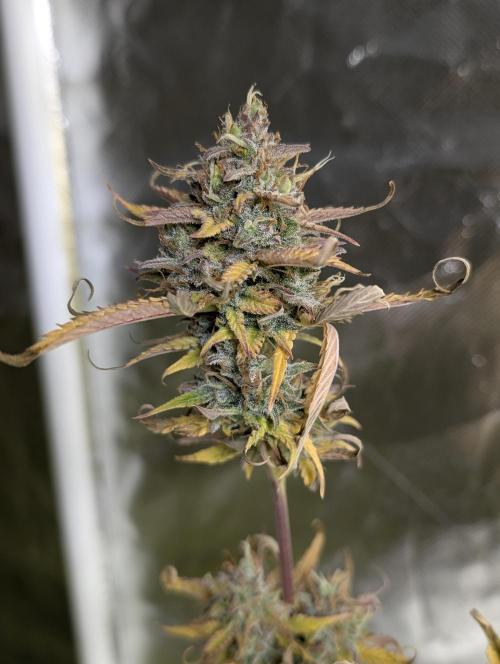 FumePop Auto x4. Week 12