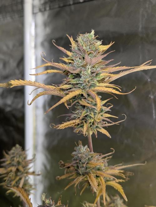 FumePop Auto x4. Week 12