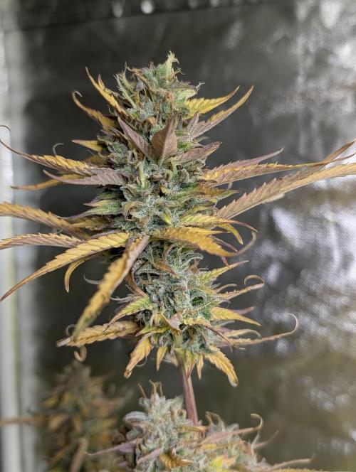 FumePop Auto x4. Week 12