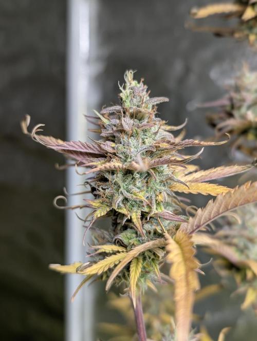 FumePop Auto x4. Week 12