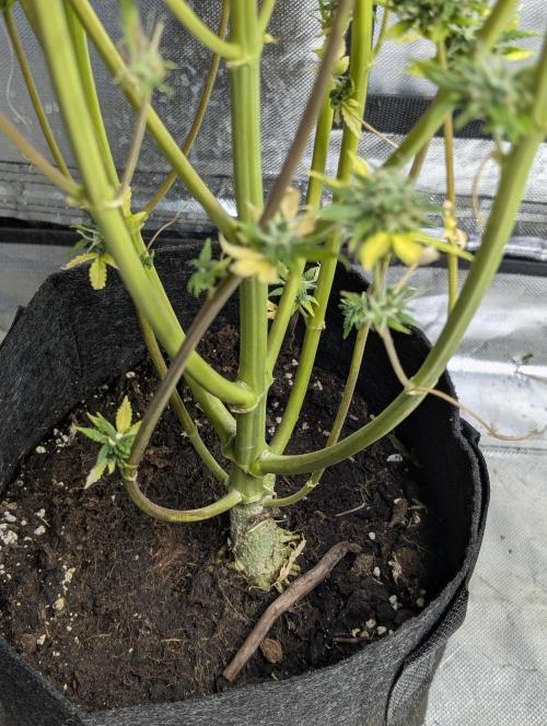 FumePop Auto x4. Week 12