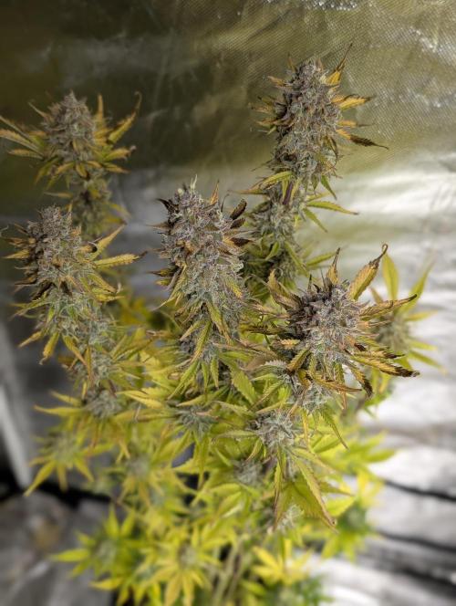 FumePop Auto x3. Week 12