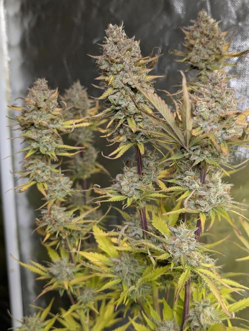 FumePop Auto x3. Week 12