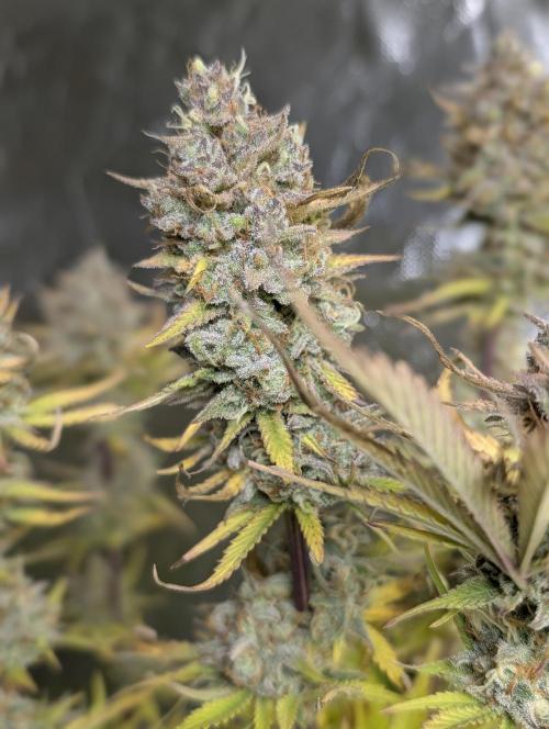 FumePop Auto x3. Week 12