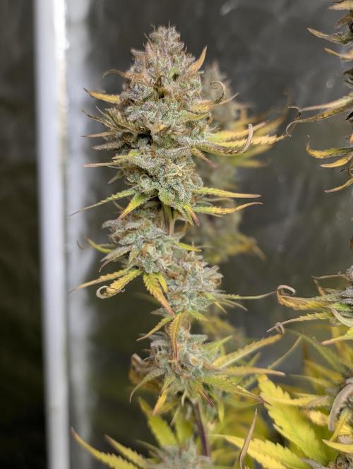 FumePop Auto x3. Week 12