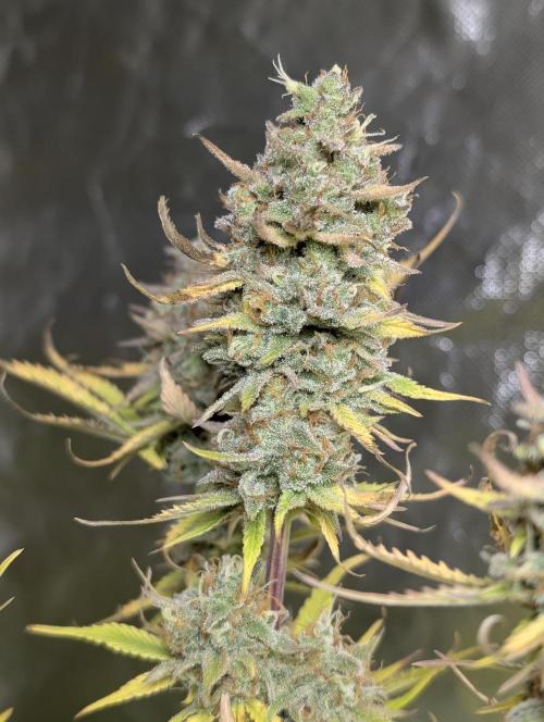 FumePop Auto x3. Week 12