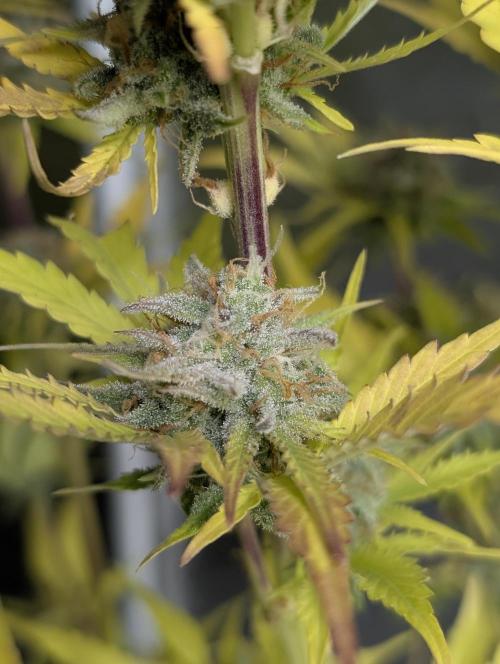 FumePop Auto x3. Week 12