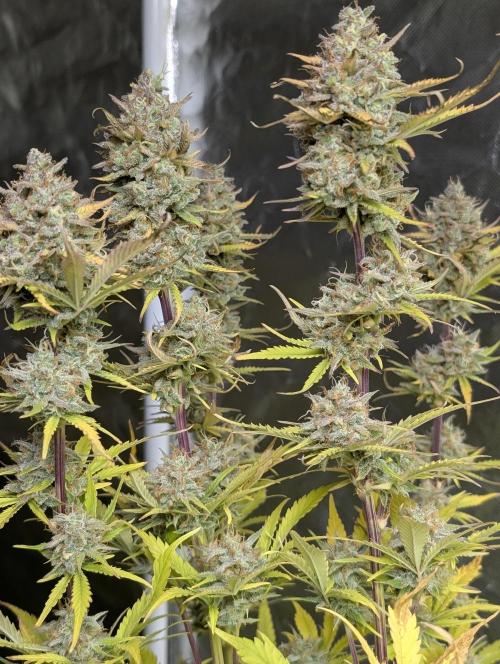 FumePop Auto x3. Week 12