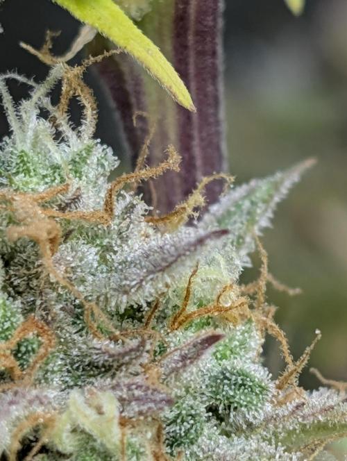 FumePop Auto x3. Week 12