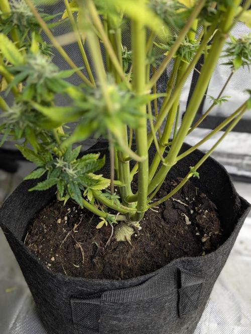 FumePop Auto x3. Week 12