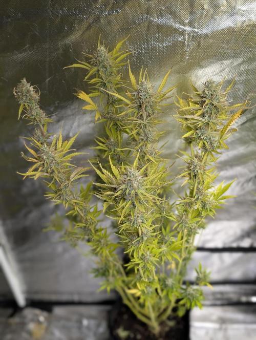 FumePop Auto x3. Week 12 - N2