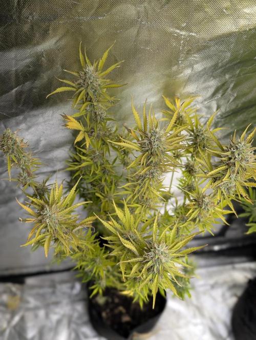 FumePop Auto x3. Week 12