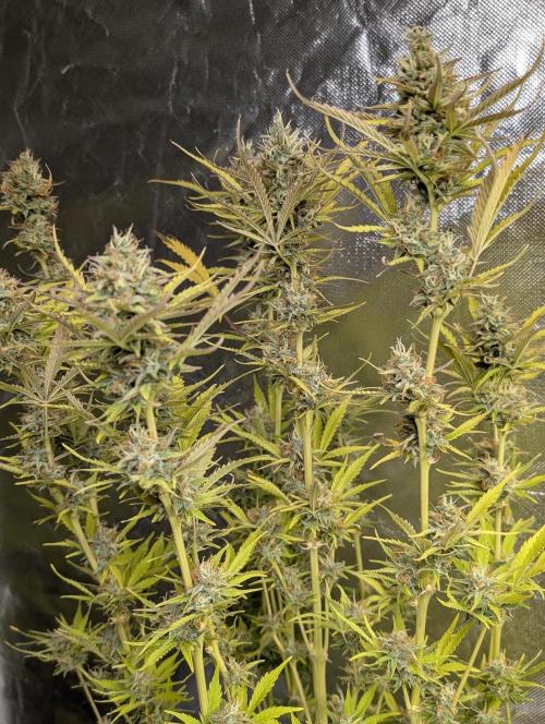 FumePop Auto x3. Week 12