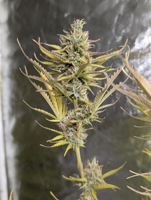 FumePop Auto x3. Week 12