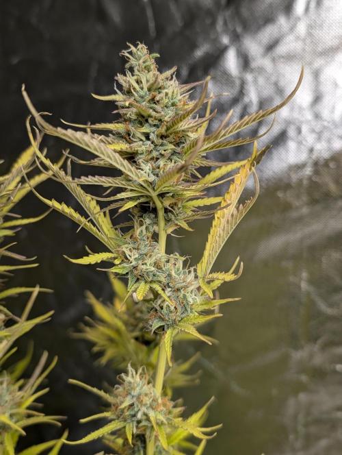 FumePop Auto x3. Week 12