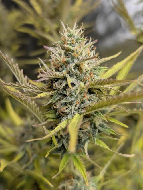 FumePop Auto x3. Week 12