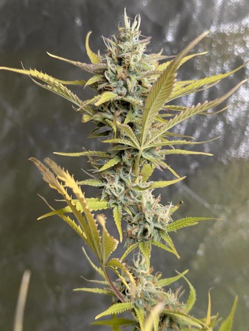 FumePop Auto x3. Week 12