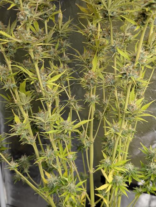 FumePop Auto x3. Week 12