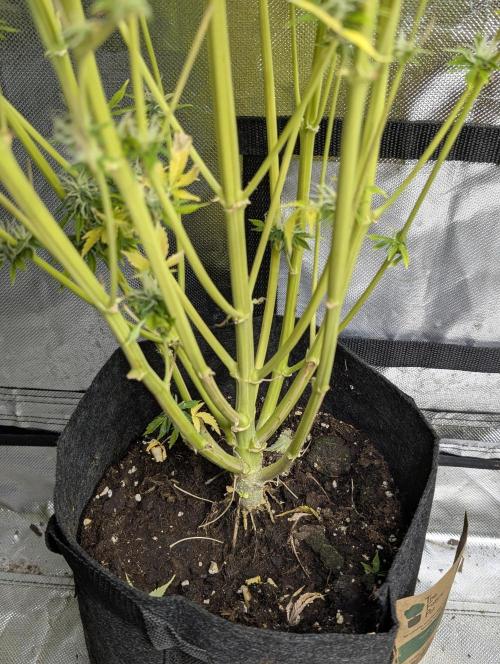 FumePop Auto x3. Week 12