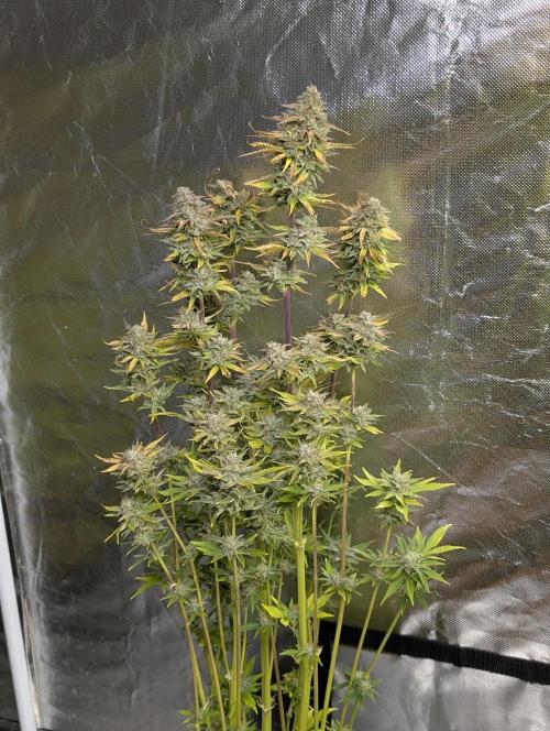 FumePop Auto x3. Week 12 - N3