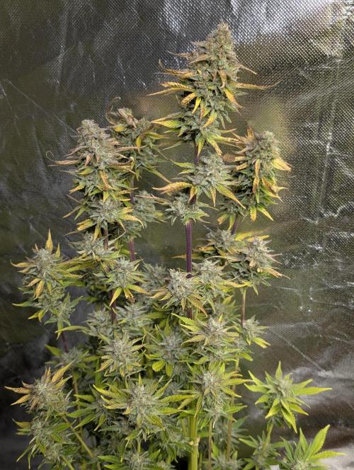 FumePop Auto x3. Week 12