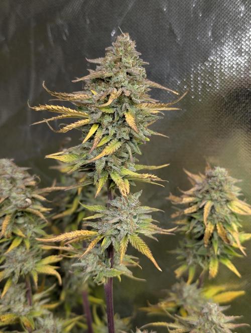 FumePop Auto x3. Week 12