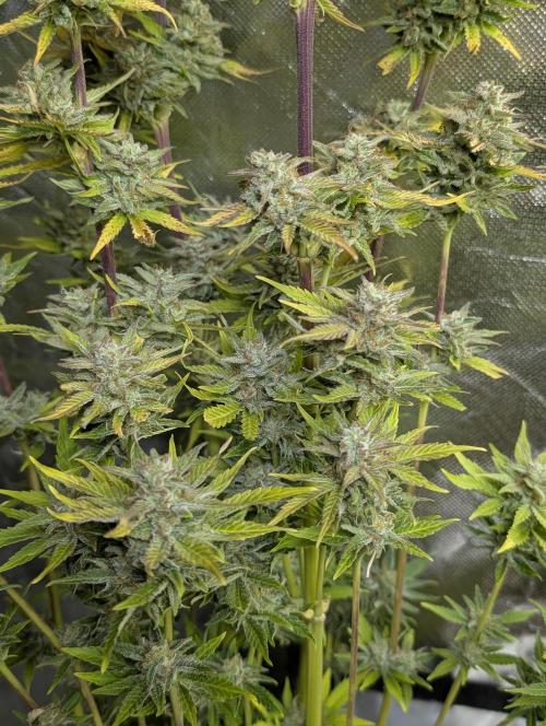 FumePop Auto x3. Week 12