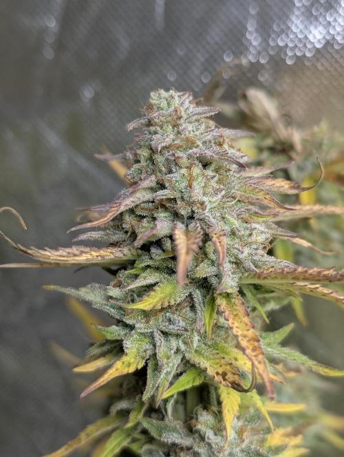 FumePop Auto x3. Week 12