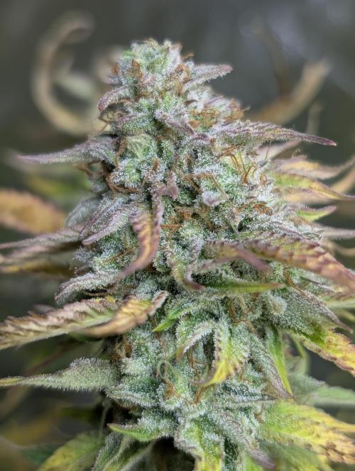 FumePop Auto x3. Week 12